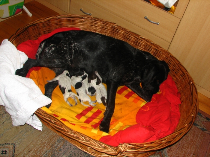 1 Stunde nach der Geburt Hundemama Inca mit 4 gesunden Rüden