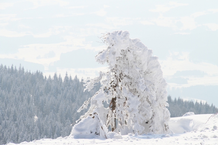 Baum im Wintermantel_1