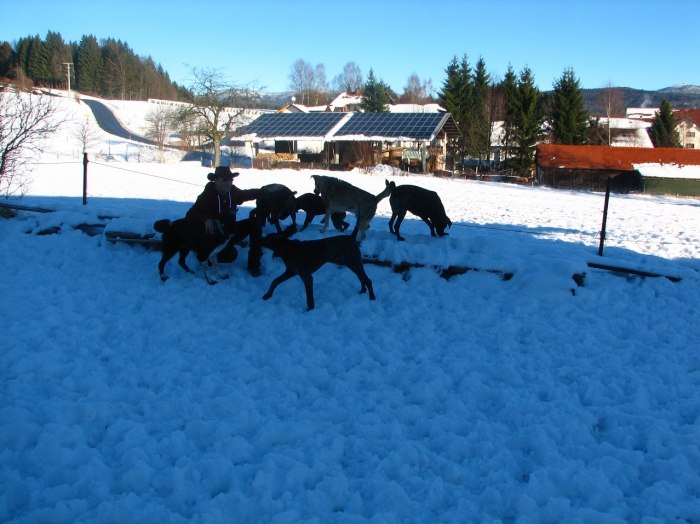 Hunde im Schnee_1